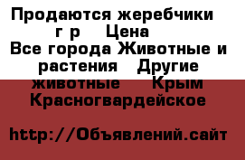 Продаются жеребчики 14,15 16 г.р  › Цена ­ 177 000 - Все города Животные и растения » Другие животные   . Крым,Красногвардейское